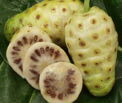 Nema Noni Fruit Seed