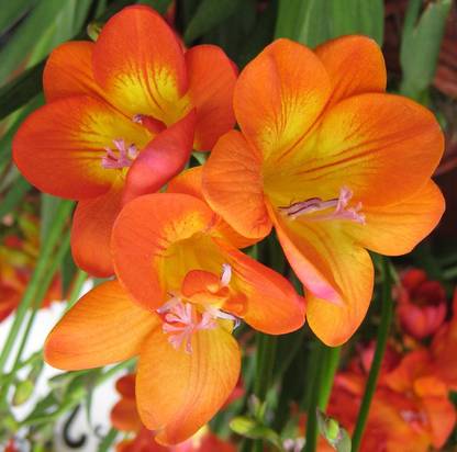 Nema Freesia Seed
