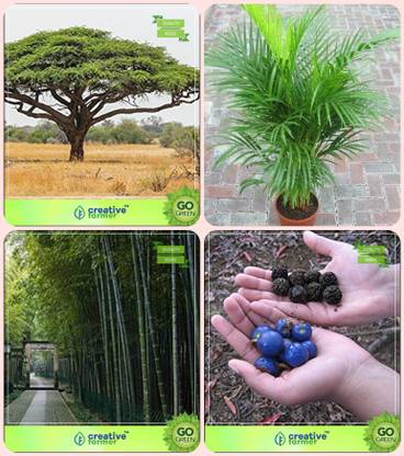 creative farmer Garden Tree Plants For Home Acacia Senegal ,Areca Palm ,Bamboo Thorny ,Elaeocarpus Ganitrus Combo For Home Garden Tree Seeds & Ornamental Palm Tree & Bamboo & Sacred Tree Seeds By Creative Farmer Seed