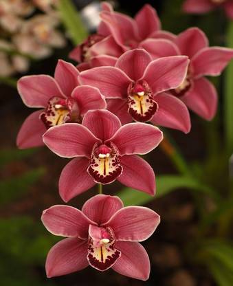 Nema Cymbidium Faberi Flower Seed