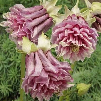 Nema PETTICOAT COLUMBINE AQUILEGIA Flower Seed
