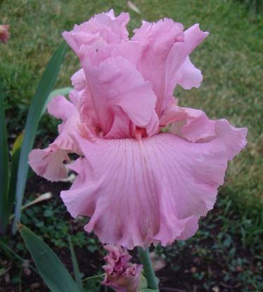 Redoak Pink Iris Flower Seed - 40 pcs Seed