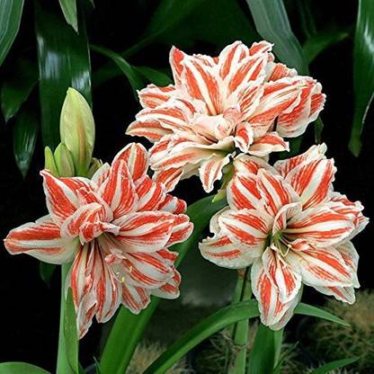 Futaba Amaryllis seeds Seed