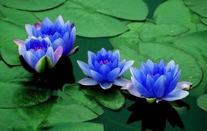 SaaHeli Lotus Blue (Pack of 200 Seeds) Seed