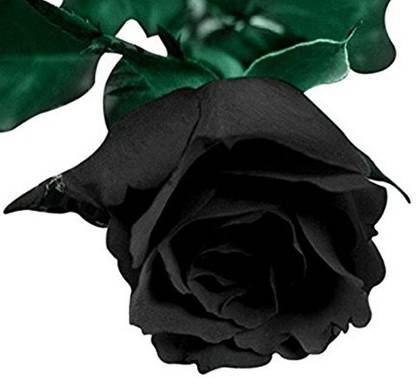 Priyathams Imported Bonsai HOLLAND BLACK ROSE PLANT Seed
