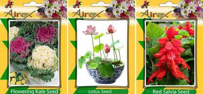 Airex Flowering Kale, Lotus and Red Salvia Flower Seeds (Pack Of 15 Seeds * 3 Per Packet) Seed