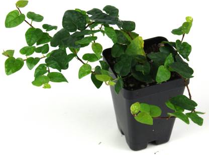 get some deals Climber & Creeper plant