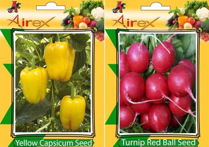 Airex Capsicum Yellow and Turnip Red Ball Vegetables Seed (Pack Of 15 Seed * 2 Per Packet) Seed