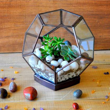 MyBageecha Tibetan Bloom Terrarium Kit