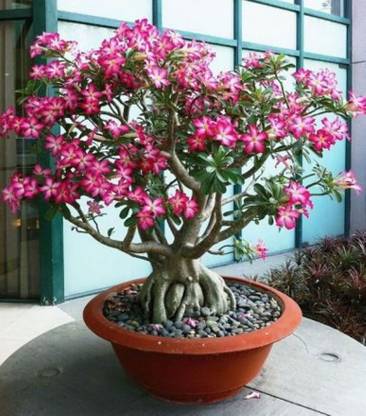 Nskon Imported Bonsai Beautiful Decoration Flower Plant Seed Price In India Buy Nskon Imported Bonsai Beautiful Decoration Flower Plant Seed Online At Flipkart Com
