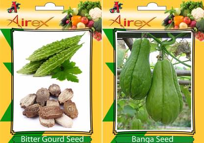 Airex Bitter Gourd, Banga Seed