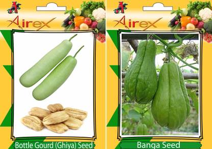 Airex Bottle Gourd, Banga Seed