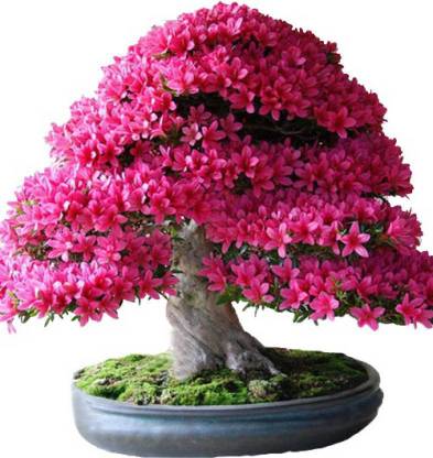 SaaHeli cherry blossom Sakura plant Seed