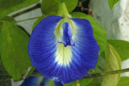 Generic Clitoria Ternatea Aparajita Butterfly Pea or Blue Clitoria Flower Seeds for Growing ~Mallkerala Seed