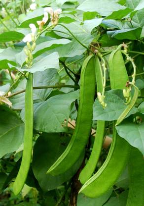 Generic Jack Bean or White Sword Beans Canavalia Ensiformis White Valavara Valamara or Valpayar 15 seeds for growing Seed