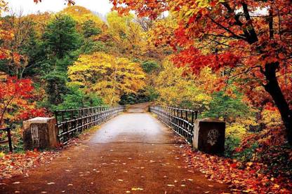 Exclusive AZOHP3285 Beautiful Autumn Scenery Bridge Colorful Nature Trees Full HD Poster Latest Best New 3D Look Beautiful Paper Print
