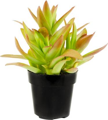 SSV PRODUCTS Crassula-capitella-Campfire LIVE PLANT