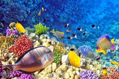 Exclusive AZOHP2932 Raja Ampat Underwater Photo Tropical Colorful Fish Coral Coral Reefs Full HD Poster Latest Best New 3D Look Beautiful Paper Print
