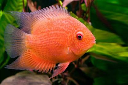 Exclusive AZOHP2714 Heros Efasciatus A Tropical Freshwater Cichlid Fish In South America Full HD Poster Latest Best New 3D Look Beautiful Paper Print