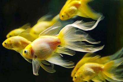 Exclusive AZOHP3173 Underwater Fish Fishes Goldfish Full HD Poster Latest Best New 3D Look Beautiful Paper Print