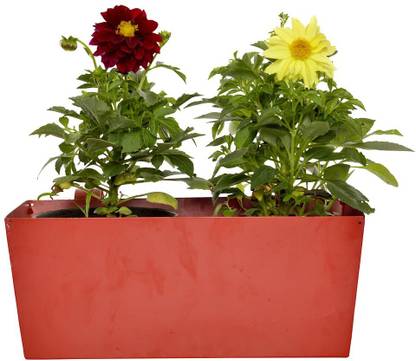 Treemendous Plant Container Set