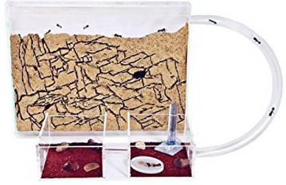 anthouse Sand Ant Farm Medium (Anthill, Formicarium, Educational, Ants)