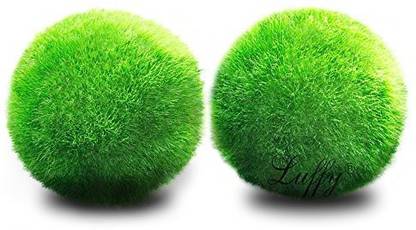 Generic Luffy Betta Balls : Live Round-Shaped Marimo Plant : Natural Toys For Betta Fish : Aquarium Safe