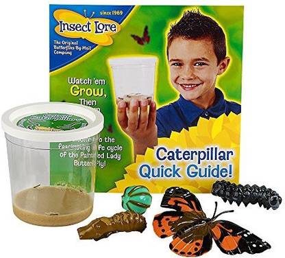 Insect Lore 5 Live Caterpillars � Cup Of Caterpillars Butterfly Kit Refill � Plus Butterfly Life Cycle Stages Toy Figurines � Shipped Now