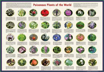 Generic American Educational Poisonous Plants Poster Of The World, 38" Length X 26-1/2" Width