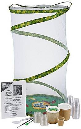 Insect Lore Classroom Butterfly School Kit - 33 Live Caterpillars