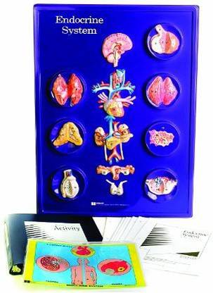Generic American Educational Endocrine System Model Activity Set