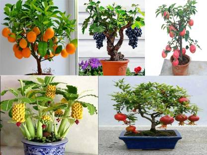 VS GLOBAL imported bonsai fruits( each 10 seeds) Seed