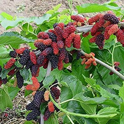 ROSEMERC mulberry fruit Seed