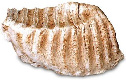 Skullduggery 0214 Mammoth Tooth