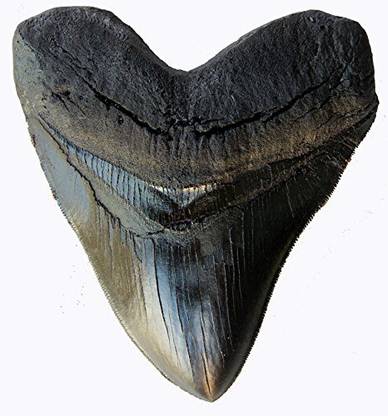 Generic 5.5 Inch Megalodon (Carcharodon Megalodon) Tooth, Black With Serrations(Replica)