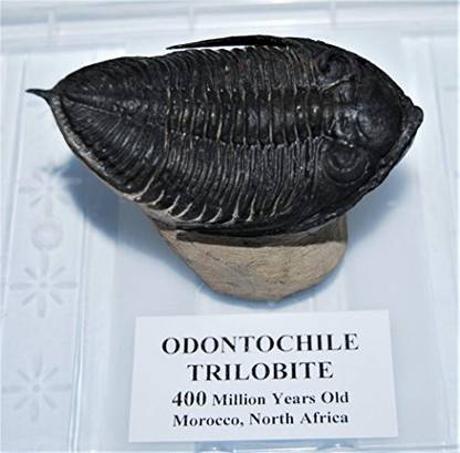Generic Odontochile Trilobite Fossil Morocco 400 Million Years Old #13482 19O