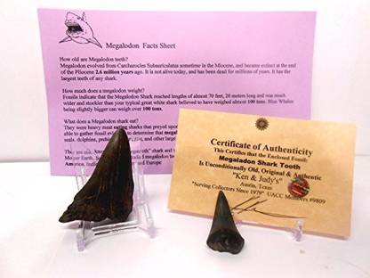 Generic Shark Teeth-Genuine Larger Size Megalodon Fossil Shark Tooth With Display Stand, Fact Sheet, Coa & Free 2Nd Shark Tooth Bundle.