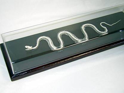 Generic C & A Scientific - Premiere 51016 Real Snake Skeleton, Non-Venomous