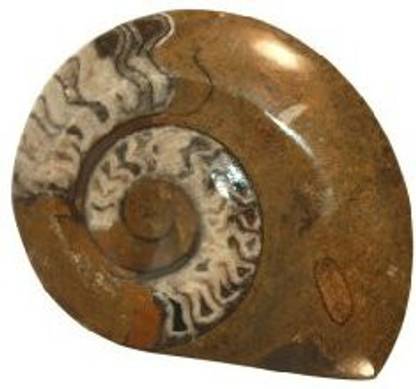 Generic Large Polished Ammonite Fossil 3.75 Inches