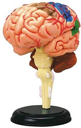 D Master 4D Vision Human Anatomy - Brain Anatomy Model By 4