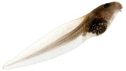 Generic 1 Live Leopard Frog Tadpole: 16 Week Development Time