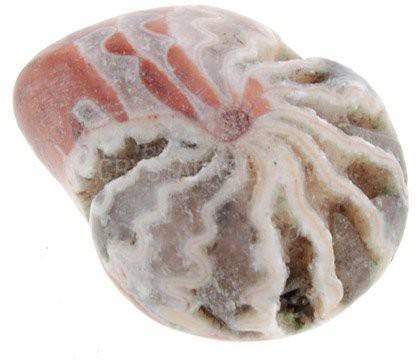 CrystalAge Mini Ammonite Fossil