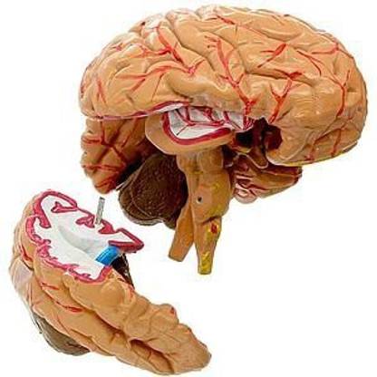 Anatomical Human Brain Model