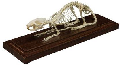 Generic Rat Skeleton (Articulated) (Natural Bone Economy)