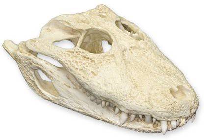 Generic Broad-Snouted Caiman Skull (Teaching Quality Replica)