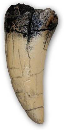 Generic Prehistoric Planet Store - Tyrannosaurus Rex Tooth (Direct Cast Replica)