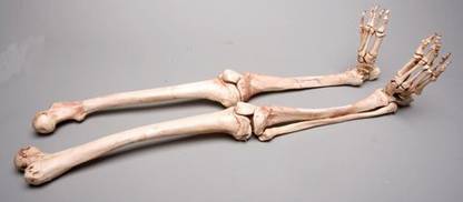 Generic Skeletons And More Sm380Dra Aged Right Skeleton Leg