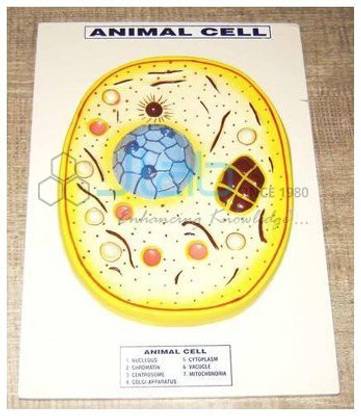 Generic Animal Cell Model Jlab