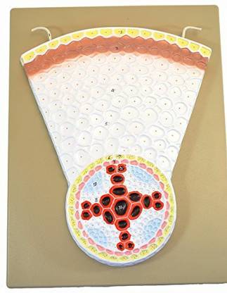 Generic Eisco Dicot Root Transverse Section Model, Hand Painted