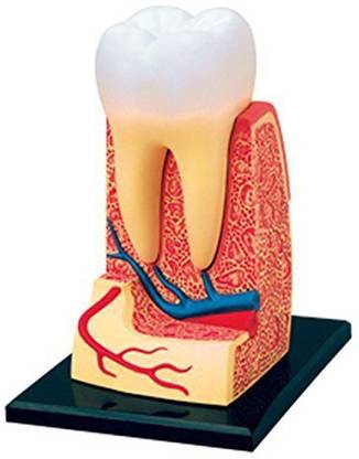 D Master 4D Vision Human Anatomy - Teeth Anatomy Model